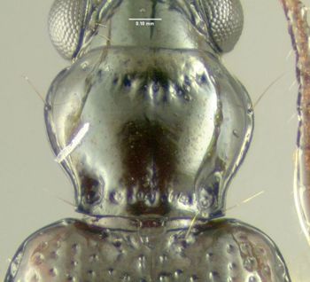 Media type: image;   Entomology 602197 Aspect: pronotum dorsal